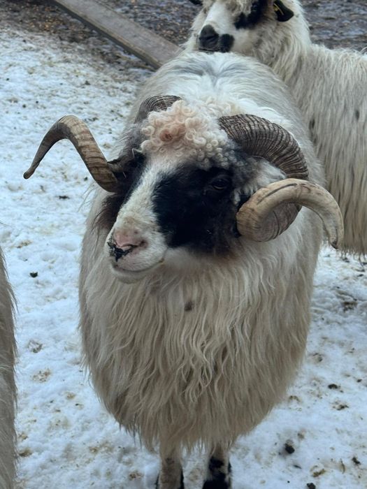 Vand doi berbeci vand doi berbeci