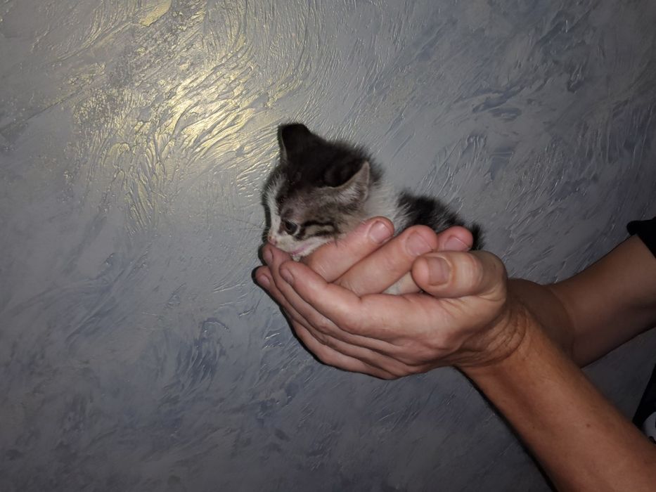 Котёнок в добрые руки