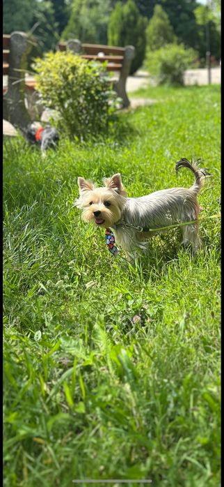 Йоркширски териер на 1 годинка