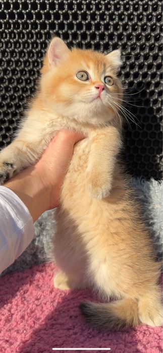 Золотая шиншилла