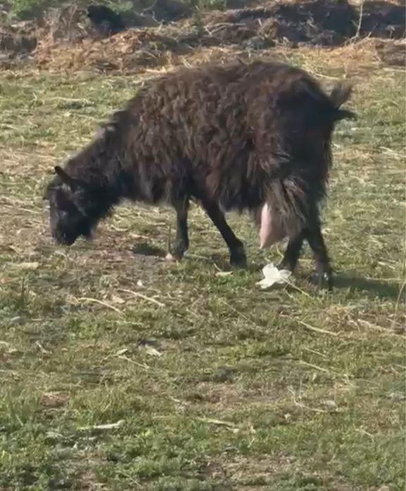 Продается дойная коза