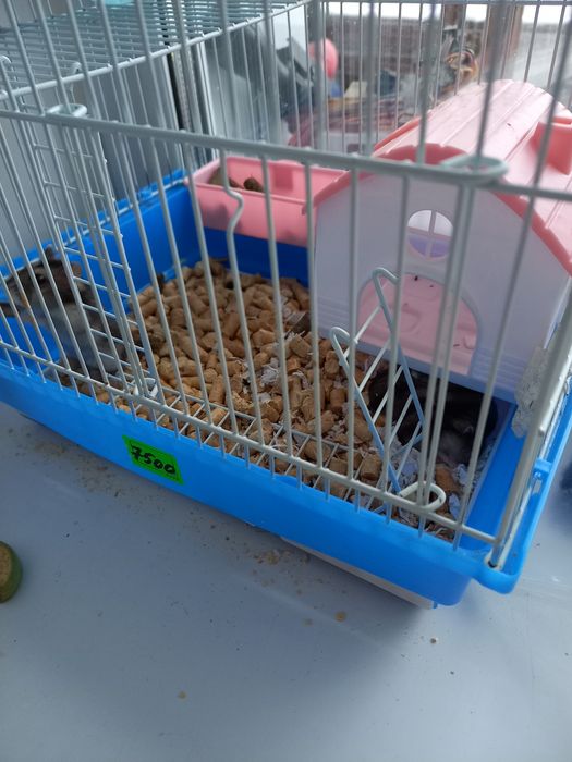 Продам маленьких хомяков