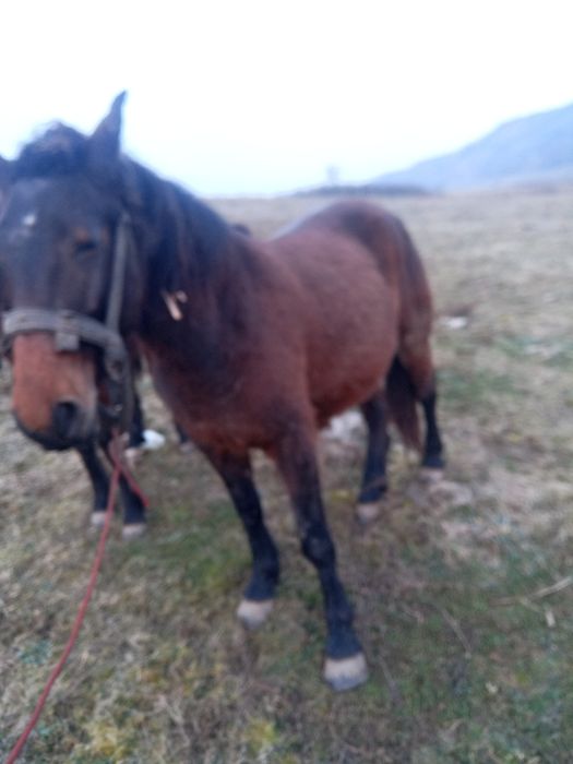 Vând iapa rosie gestanta