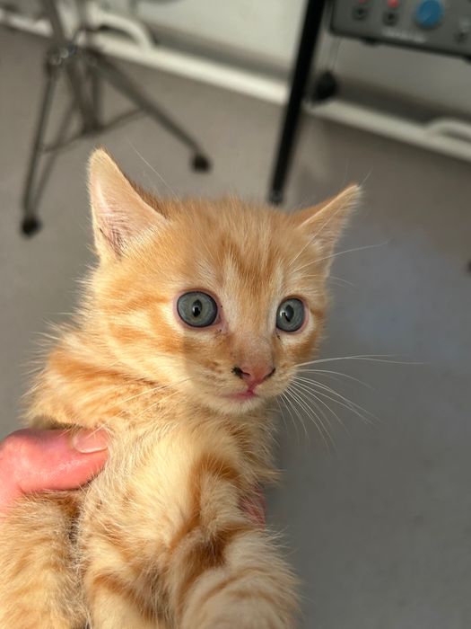 Кошки, крысоловки.