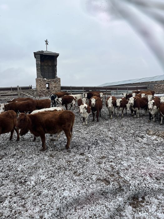 Крс телки казакски белоголовый