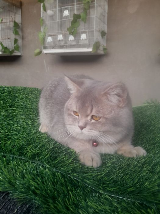 Сотилади мушук огилбола