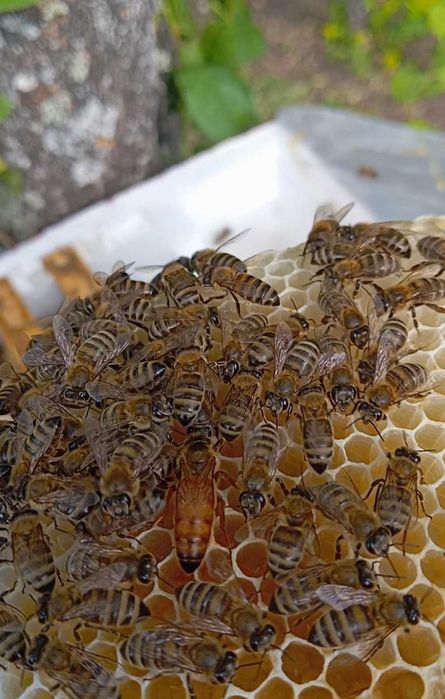 Отводки пчелни        .