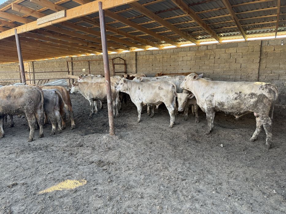 Еркек бұқалар 28 бас