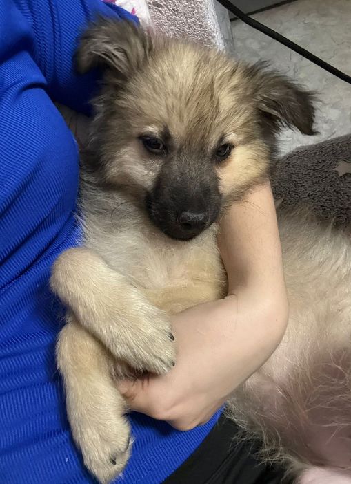 Ишем  дом для щенка.