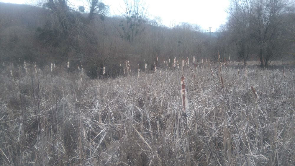 Имот,подходящ за ваканционно селище,имение с езеро,рибарници.