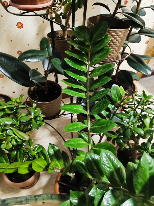 Комнатные растения