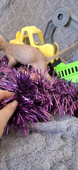 Котята лысики донского сфинкса