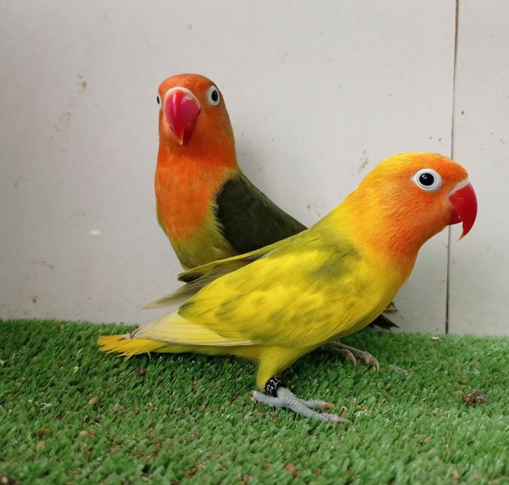 Papagali rosella, cântători și capre