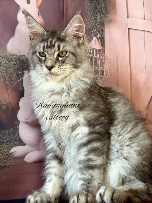 Felisa autorizata WCF, vinde pisoi cu pedigree, rasa Maine coon