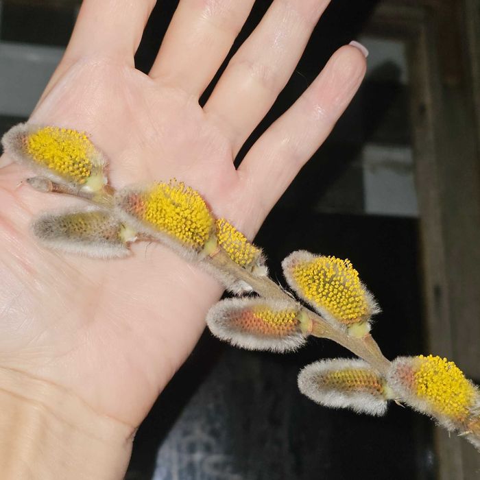 Саженцы вербы, сорт с очень крупными почками.