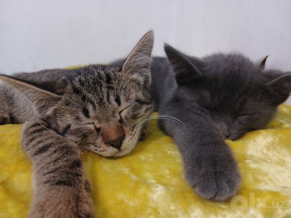 Котята в подарок