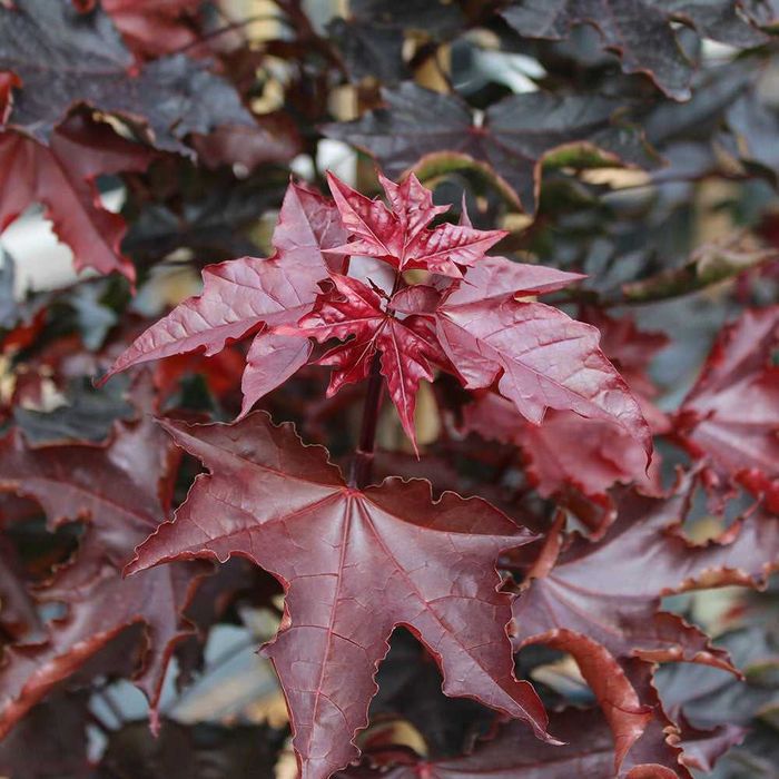 Artar rosu Crimson King galben variegat