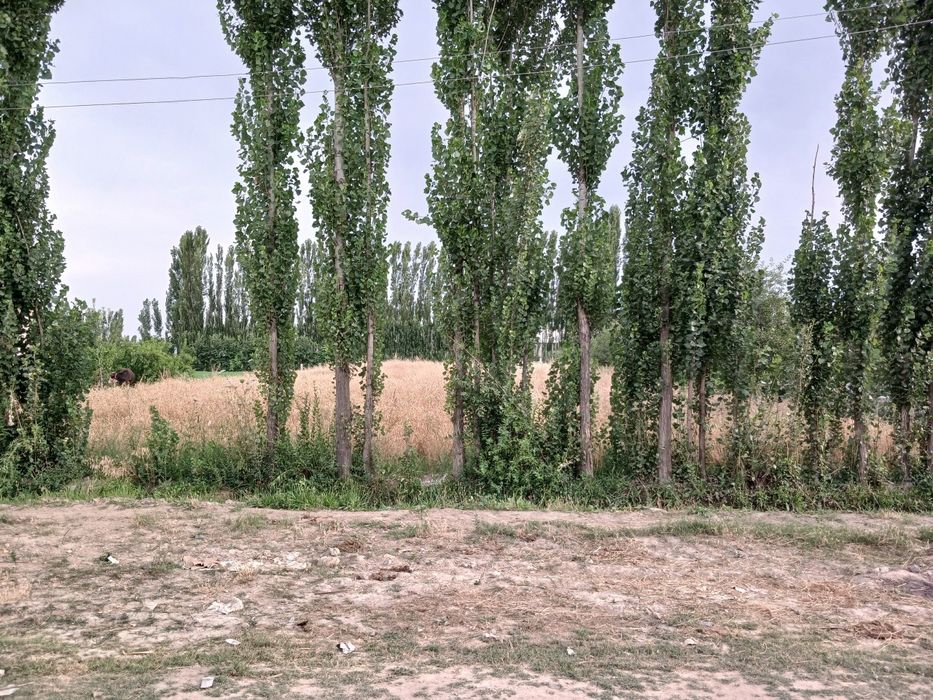 Sayxunobod tumanida uchastka sotiladi.