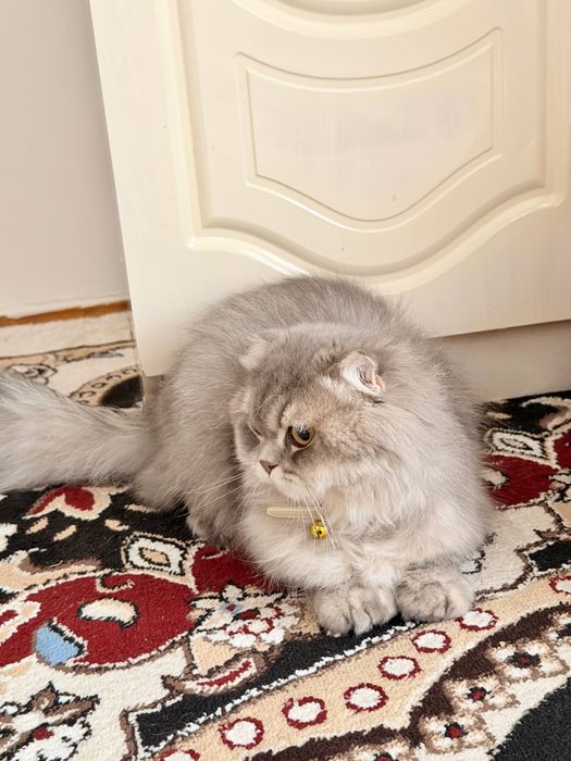 Скоттиш фолд манчкин