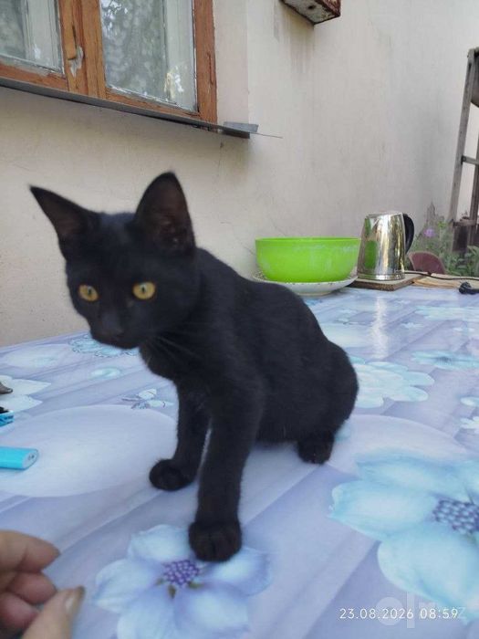 Последний шанс котятам обрести дом и семью