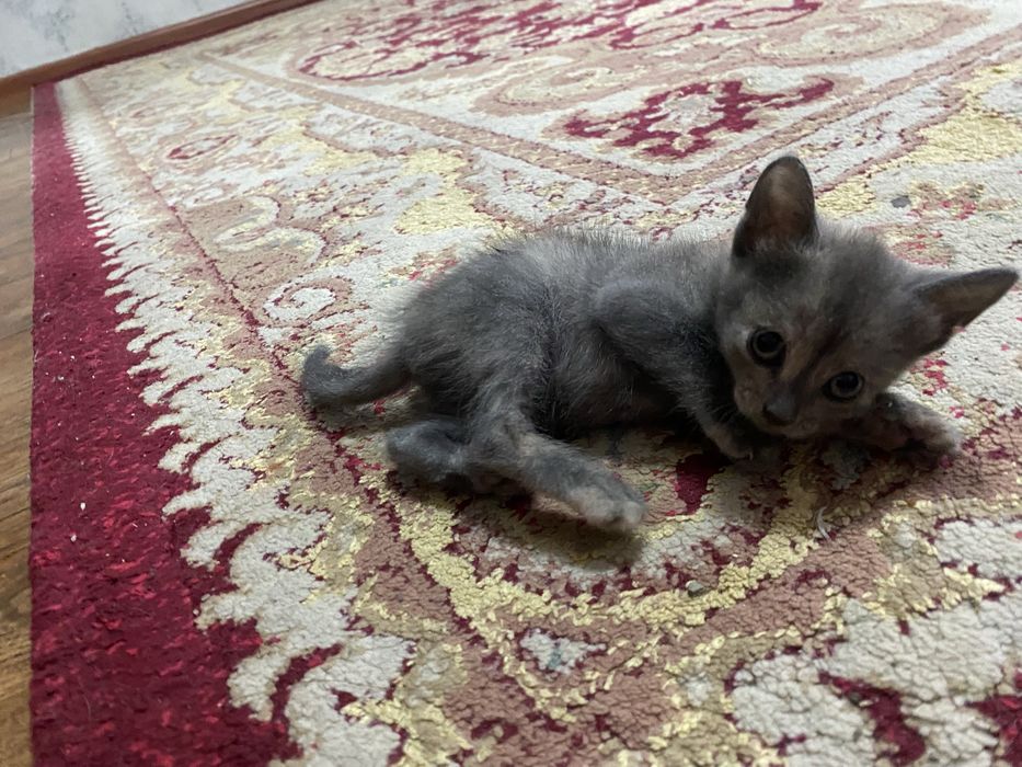 Котенок в добрые руки.