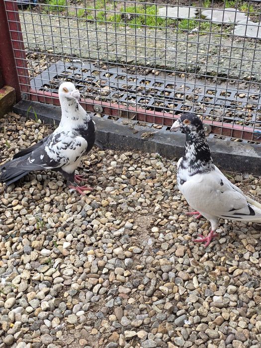 Porumbei    stil vechi -muelemans si barless!!!Masculi!!!