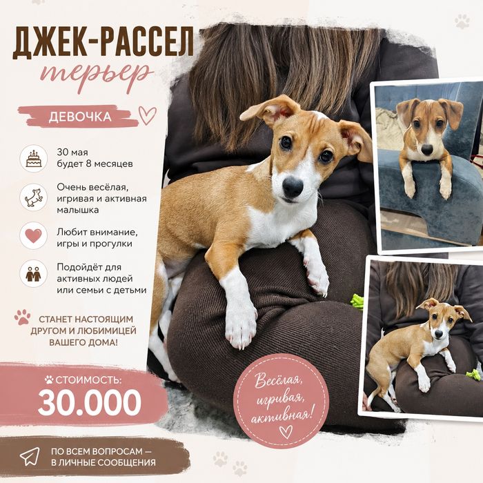 Джек-Рассел-терьер