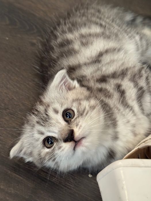 кошка schottish fold