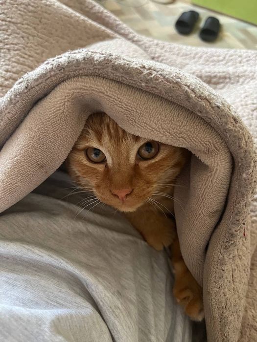 Кот мальчик рыжий