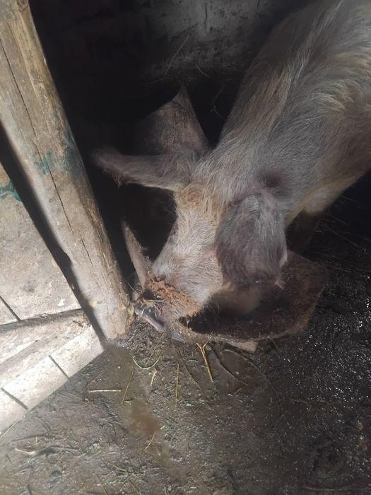 Capră roșie 100 kg