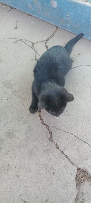 Отдам котенка бесплатно