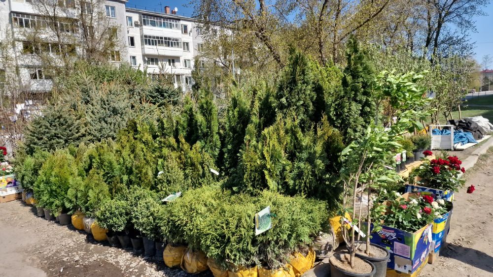 Туи ель сосна можевельник