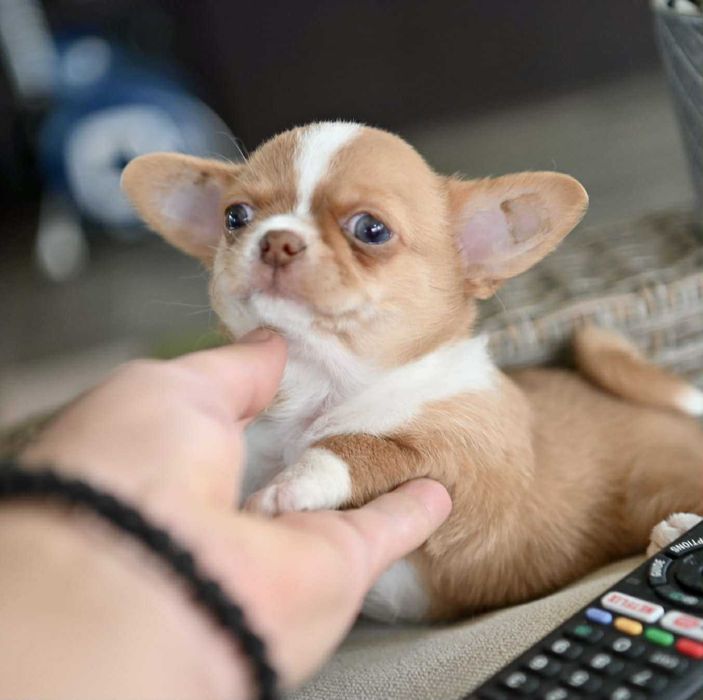 женско мини чихуахуа