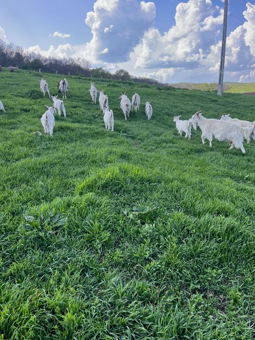 Capre cu iezi Saanen schimb cu cereale