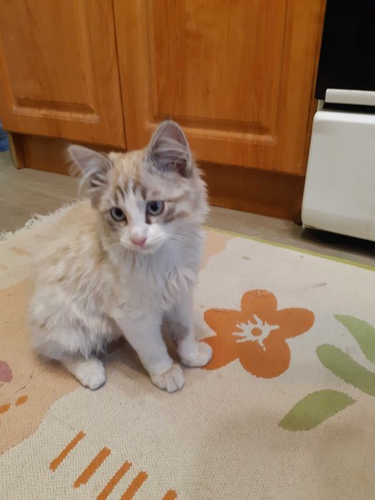 Красивый котёнок