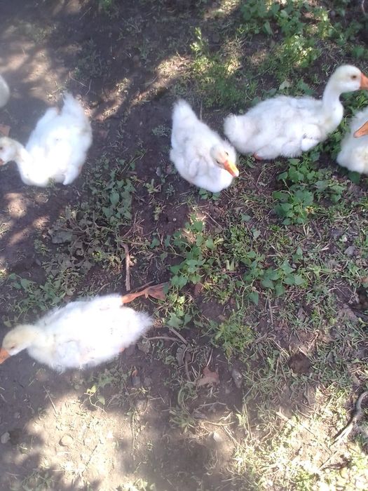 Продам гусят 2х месячные