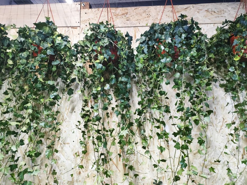 Растения.   Есть доставка