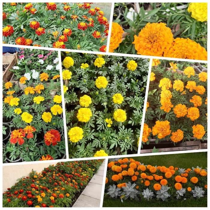 Петуния цветы рассада