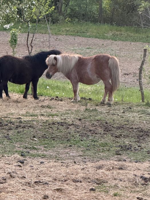Vând poneița gestantă