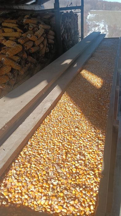 Vand porumb producție 2025