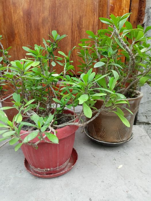 Комнатные цветы .