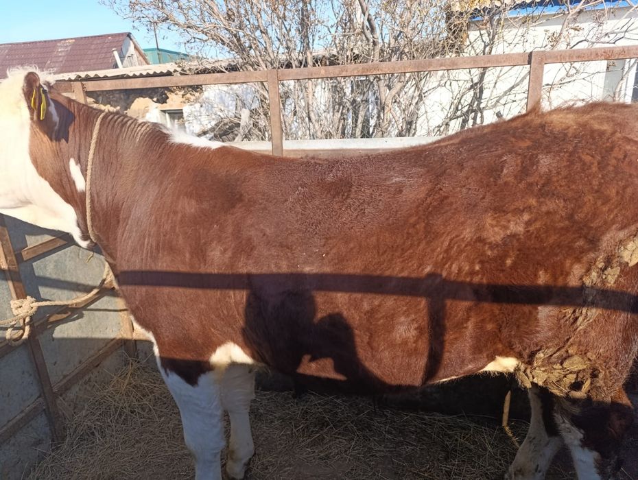 Продам быка на племя