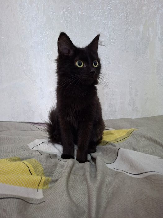 Котята ищят своего хозяина