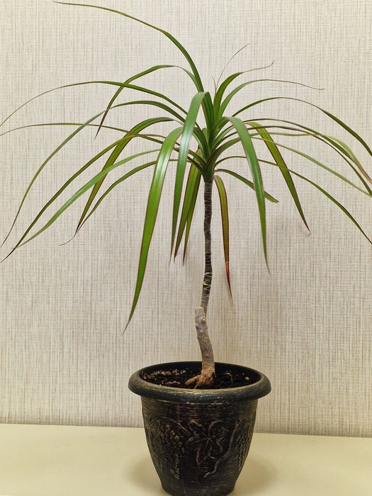 Комнатное растение драцена