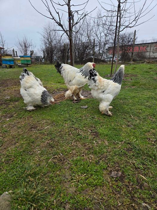 Продавам разплодни яйца от Колумбийска [Light Brahma]