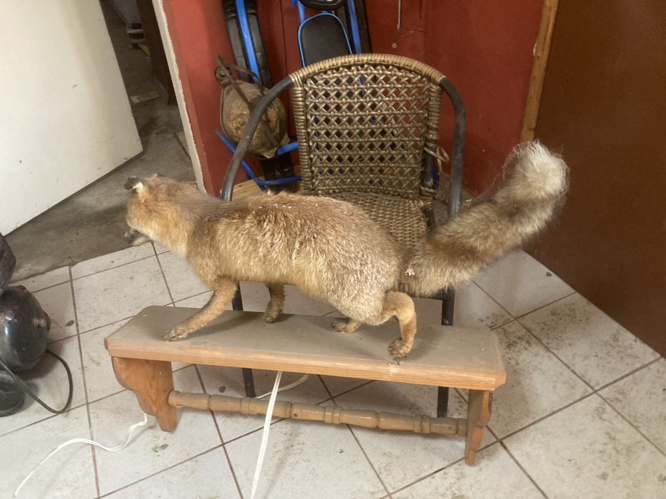 Продавам препарирана лисица