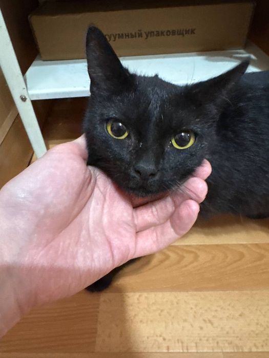 Ищет дом ласковая кошечка Луна