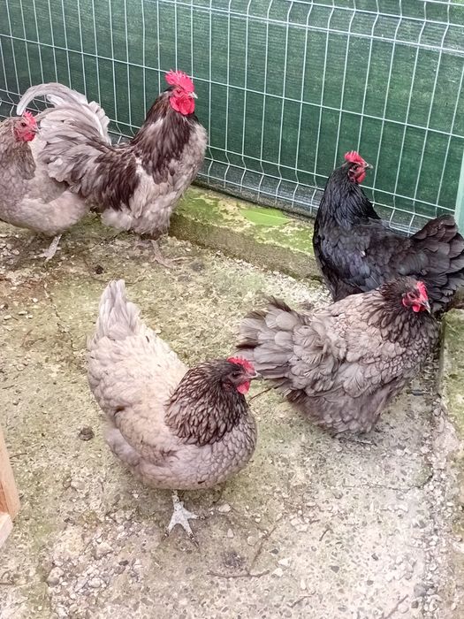 Oua incubat Australorp