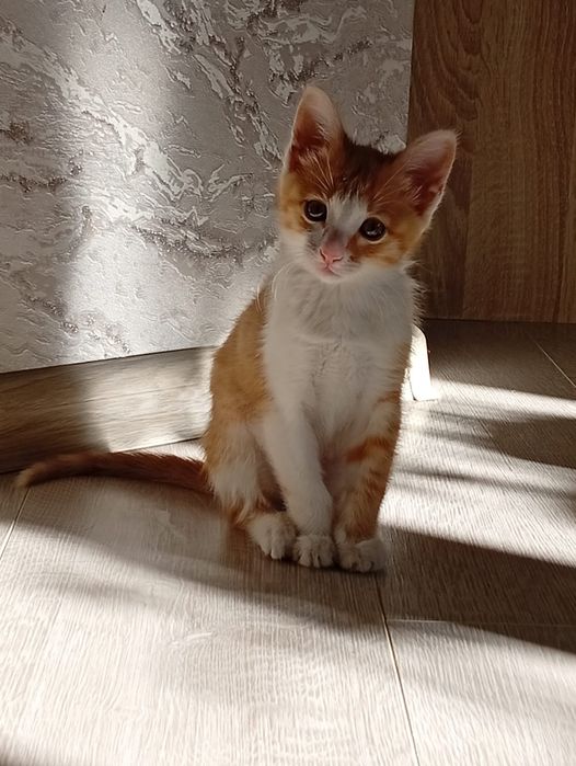 Отдам домашнего котенка