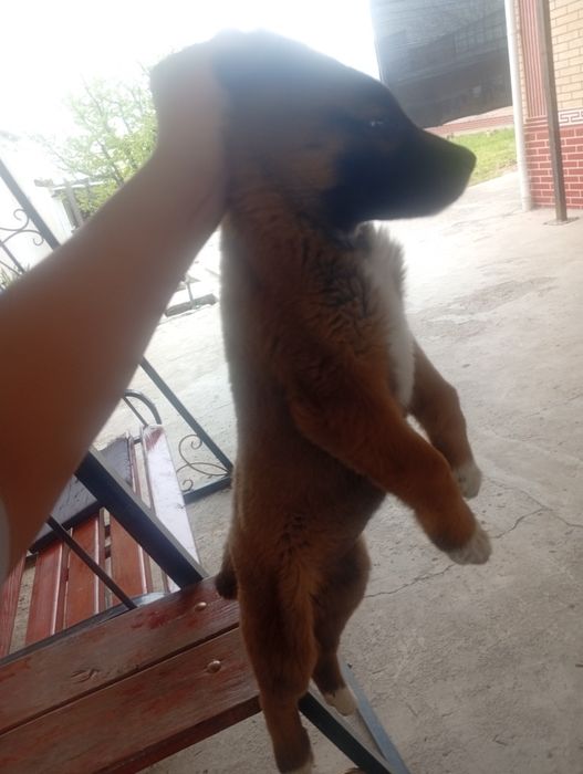 Күшік сатылады ұрғашы